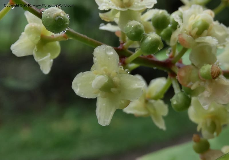 Lepisanthes fruticosa, Buerki, S 361--Sabah. Ulu Senagang. 9 Oct 2014. DSC03434 (37).JPG
