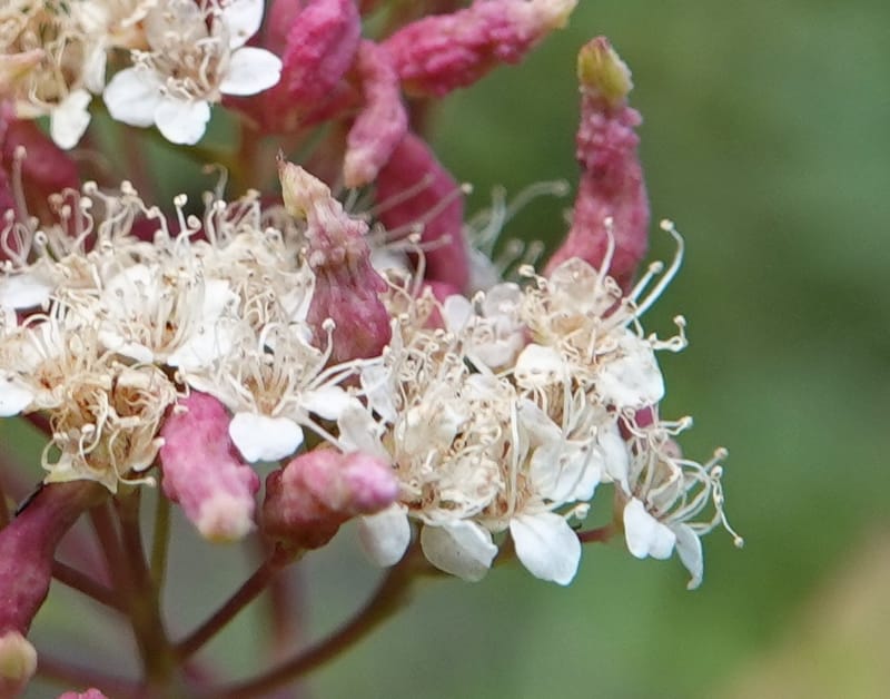 Spiraea lucida, C. Davidson 13833--ID. Shoshone Co. Freezeout Rd. FR 301. 10 Jul 2018. DSC06582 (61).JPG