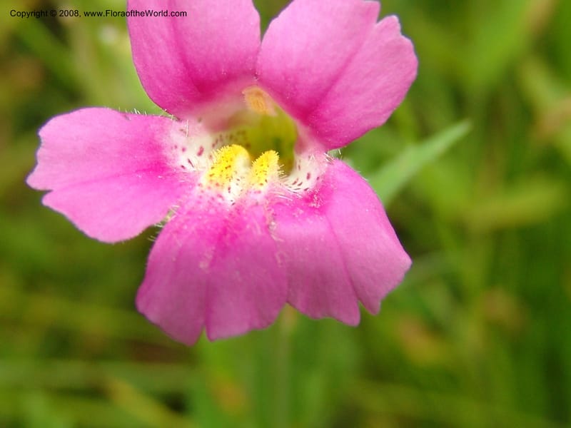 Mimulus lewisii, CDavidson11112--ID. Adams Co. For. Serv. Rd. 453, to Goose Lk. 20 Jul 07. 118.jpg