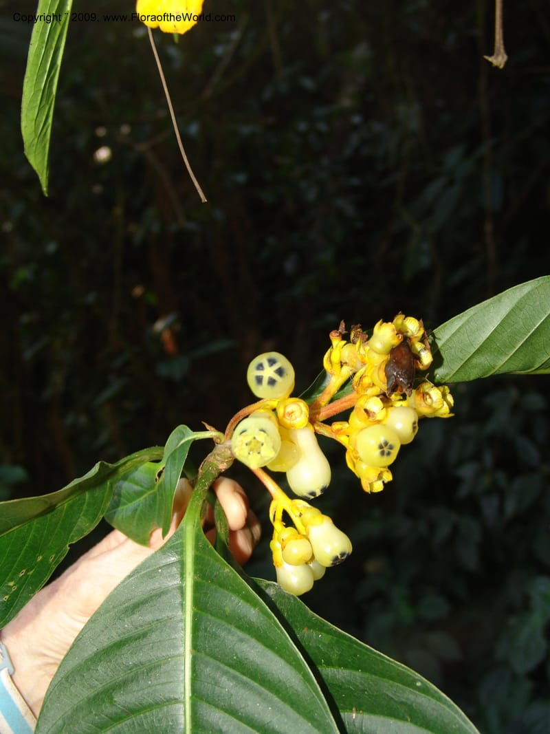 Palicourea clerodendroides, Croat98781--Ecuador. Z.C. Margin of Rio Nangaritza. 17 Sep 07. 287.jpg