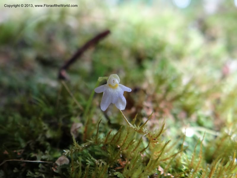 Utricularia, VC 5533--Thailand. Chiang Mai Prov. Doi Pha Hom Pok Nat. Park. 10 Nov 2012. DSC08349 (151).JPG