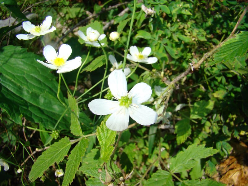 Ranunculus aconitifolius, CDavidson11256--Slovenia. Gorenska Reg. Velika Planina. 6 Jul 08. 174.jpg