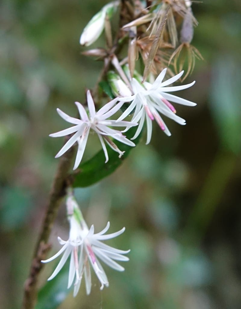 Ainsliaea latifolia, Tseng Yu-Hsin 1331--Taiwan. Taroko Nat. Park. Mt. Bilu Trail. 21 May 2016.  (146).JPG