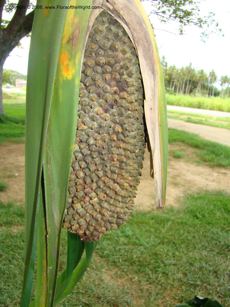 Pandanus, JMunzinger4821--New Caledonia. Col d'Amoss. 14 Nov 07. 136.jpg