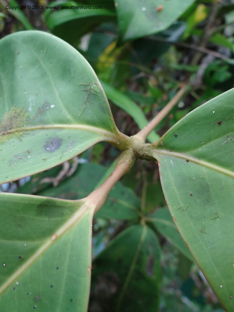 Schefflera, S.98862--Malaysia, Sarawak. Gunong Tai Ton. 27 Mar 2012. DSC05734 (29).JPG