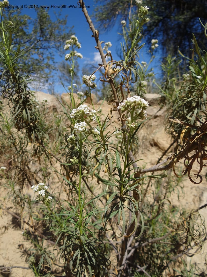 Eriodictyon angustifolium, Davidson, C 11943--AZ. Yavapai Co. Crown King Rd. 7 May 2012. DSC0894 1 (85).JPG