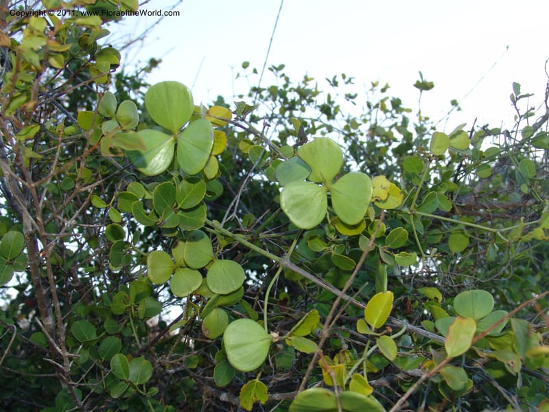 Loeseneriella, ZRogers1087--Madagascar. Ankorikakely Vil., Rd  to Sakalava Bay. 4 Nov 06. 143 (11).jpg