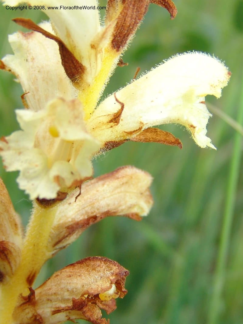 Orobanche--Georgia. Gori Upland, Gareji Steppe. Near salty lake. 9  Jun 05. 244.jpg