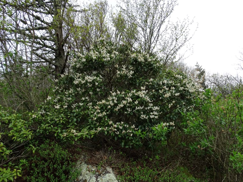 Pieris floribunda, Davidson, C 12956--North Carolina. Trans. Co. Devil's Courthouse View. 12 May 2015. DSC04151 (2).JPG