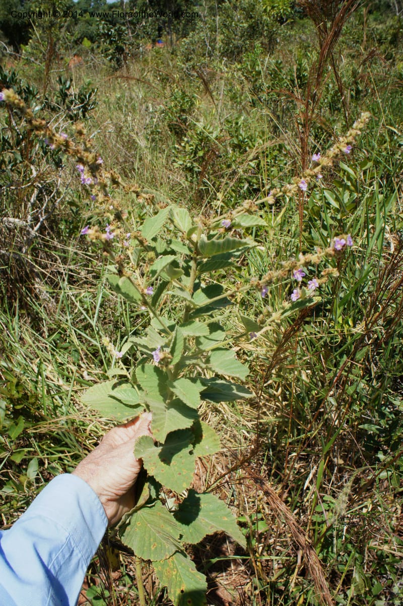 Melochia villosa tomentosa, Stevens, W.D. 31048, Cerro Cora, 15 Mar 2011 4073 (3).JPG