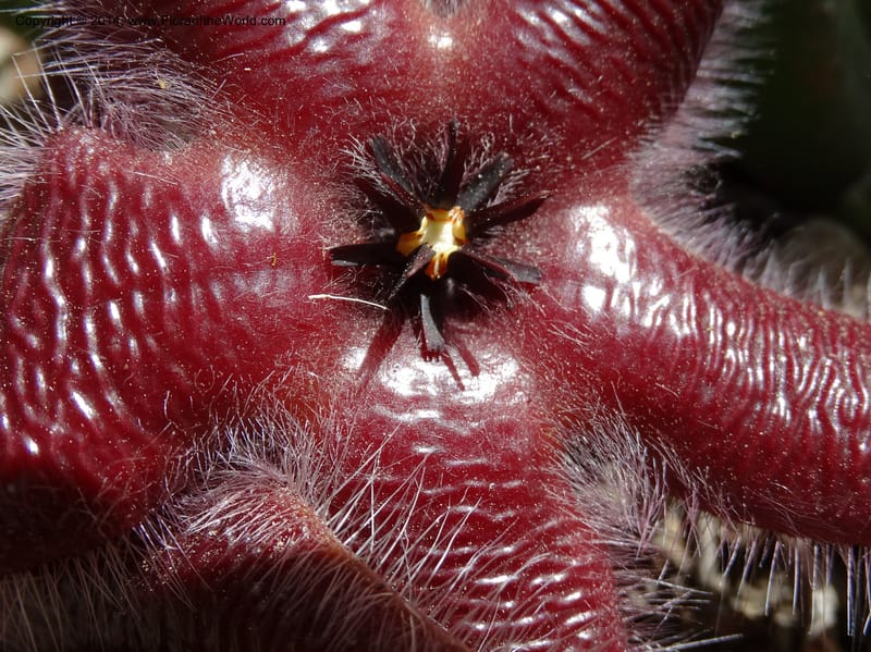 Stapelia hirsuta, Davidson, C 12254--South Africa. Western Cape. Swartberg Pass Rd. 19 Jan 2014. DSC00537 (25).JPG