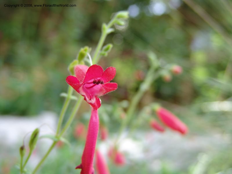 Penstemon baccharifolius--TX. Johnson Wildflower Center. 13 Jun 04. 003.jpg