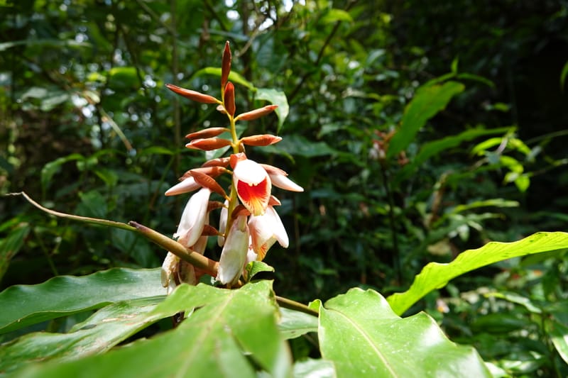 Alpinia blepharocalyx, D. Boufford 44112--China. Yunnan. Lao jun Shan. 30 Apr 2018. DSC00424 (202).JPG