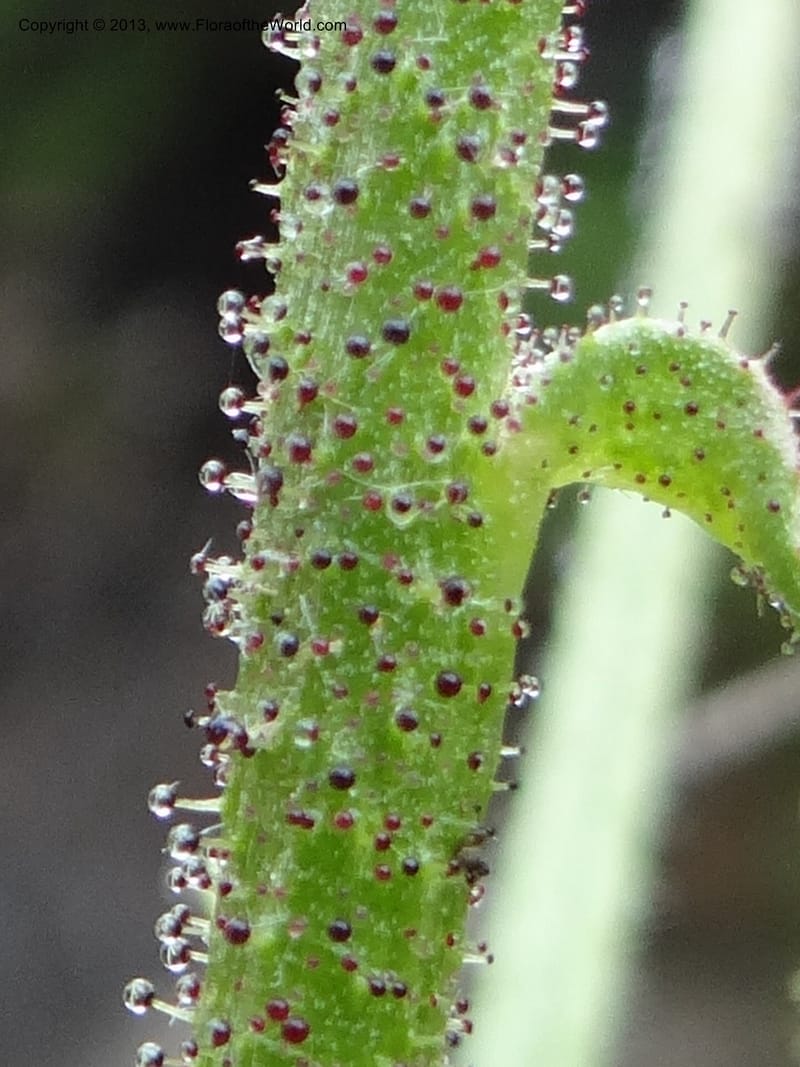 Drosophyllum lusitanicum, Davidson, C 12167--Spain. Andalucia. Parque Natural Alcornocales. 28 May 2013. DSC05381 (37).JPG