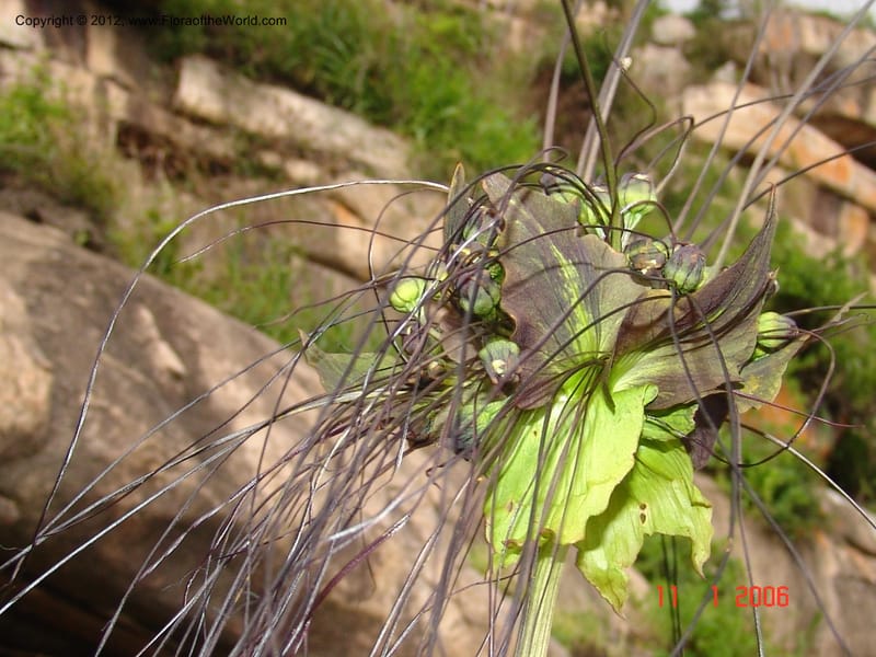 Tacca sp. unk., Not collected-Madagascar, Ankazabetoka, 11 Jan 2006 011 (2).jpg