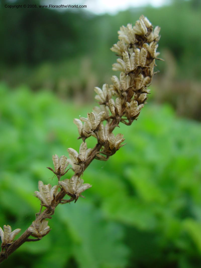 Francoa appendiculata, 83.1525--CA. UC Berkeley Bot. Gard. 11 Feb 03. 011.jpg