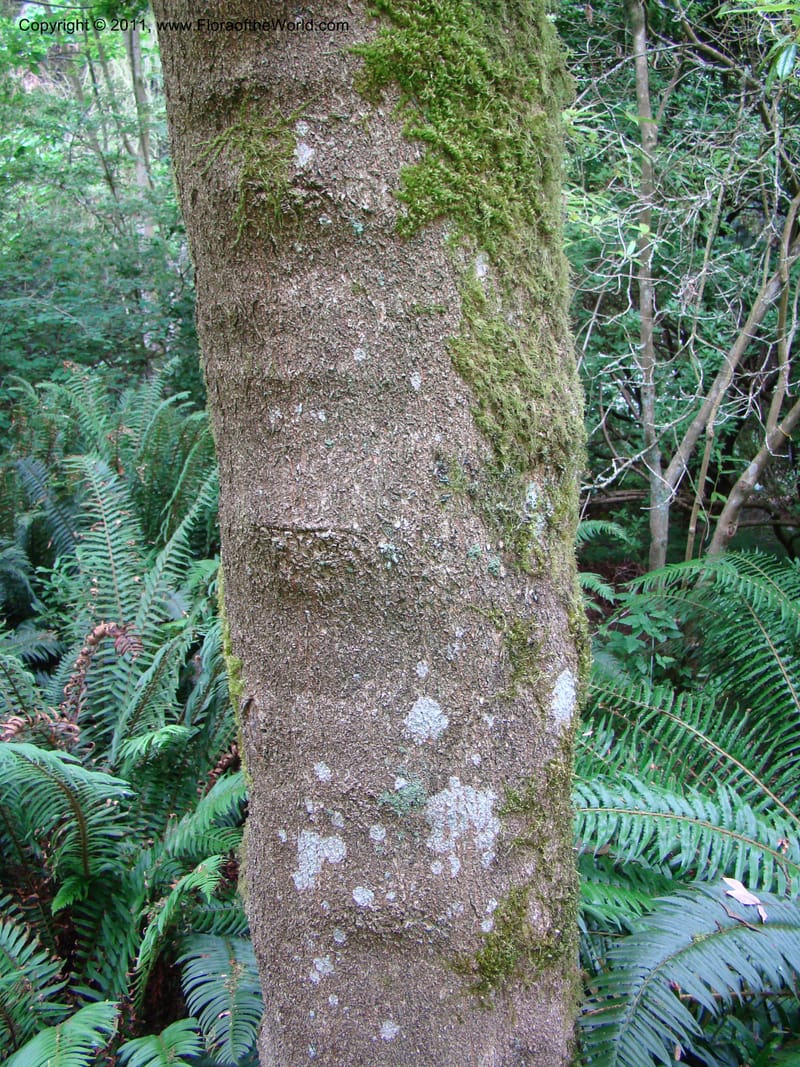 Acer mandschuricum, 7144-0050-1973--Canada. BC. Univ. BC Bot. Garden. 27 Jul 08. 221.jpg