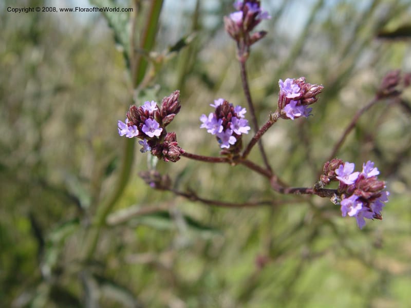Verbena littoralis, 1999.01160--Spain. Barcelona Botanic Garden. 21 Apr 04. 168.jpg