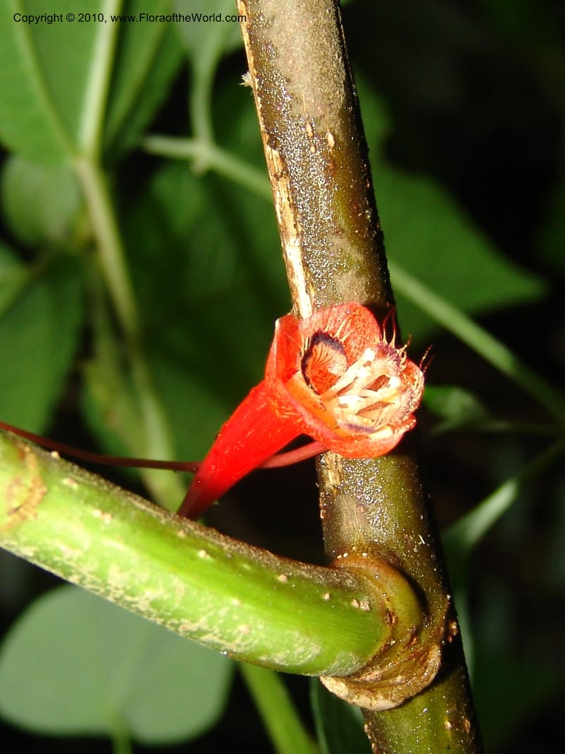 Tropaeolum emarginatum, Croat 96216--Ecuador. Centro Cientifico Rio Palenque. 22 Mar 06. 021 (4).jpg