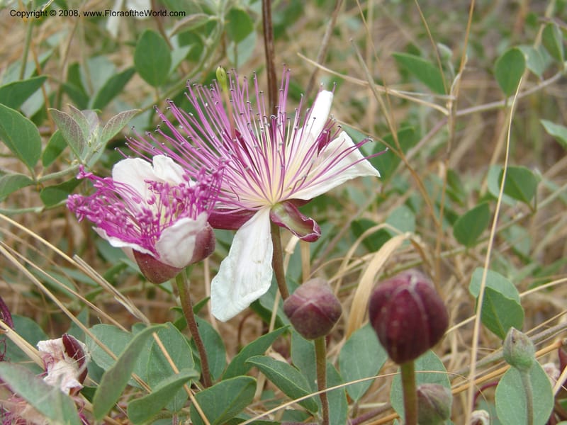 Capparis sicula ssp sicula--Crete. Btwn Almerida and Kalives. 26 May 05. 005.jpg