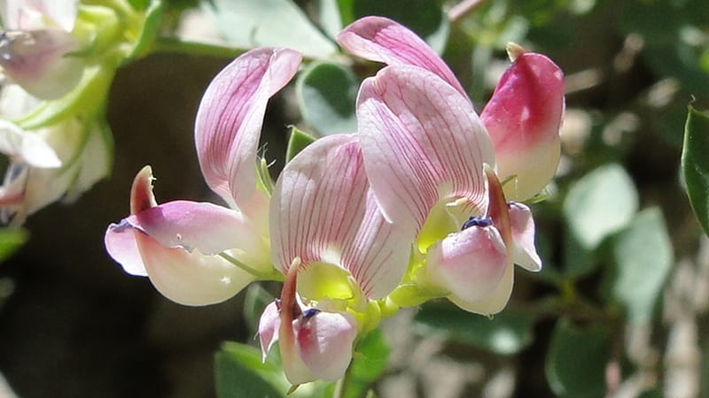 Lotus gebelia, A. G. Miller 133.26--Iraq. Kurdistan. Shakh-i Pira Magun. Gueza Khan. 11 June 2010. 263 (4).jpg