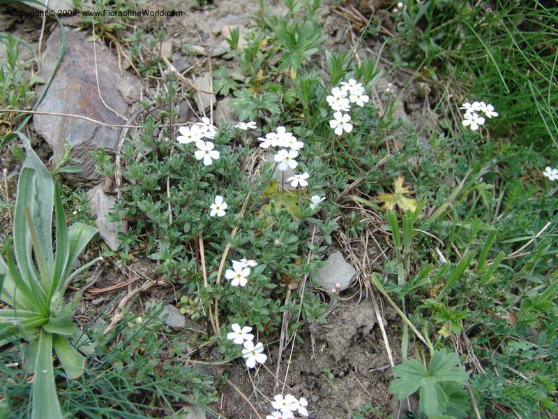 Androsace villosa--Georgia. Kazbeki . Trail-road to Sameba Church. 2 Jun 05. 154.jpg