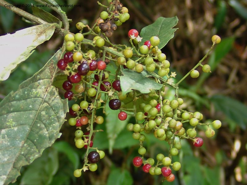 Ardisia, Croat 95845--Ecuador. Maquipucuna Biol. Res. Send. del Rio. 13 Mar 06. 358 (2).jpg