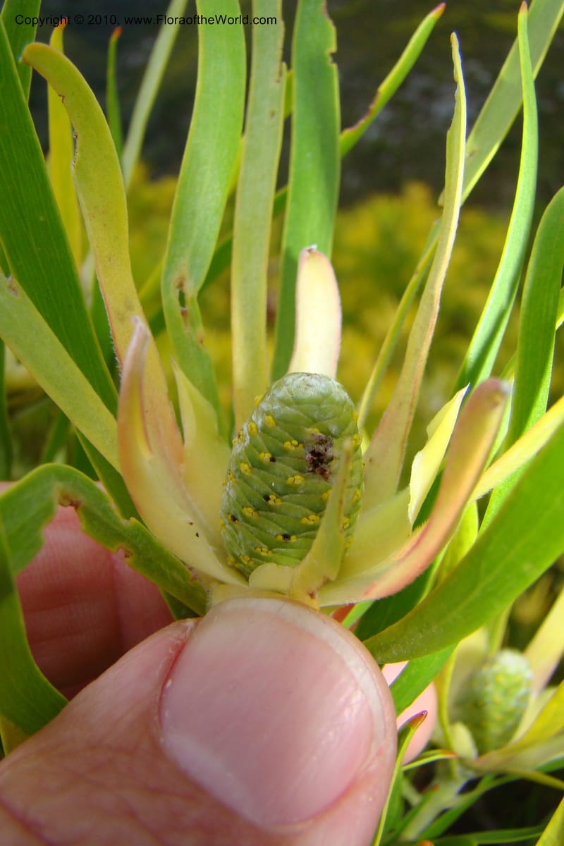 Leucadendron eucalyptifolium, C. Davidson 11495--South Africa. W. Cape. Korente River. 22 Aug 09. 344 (107).jpg