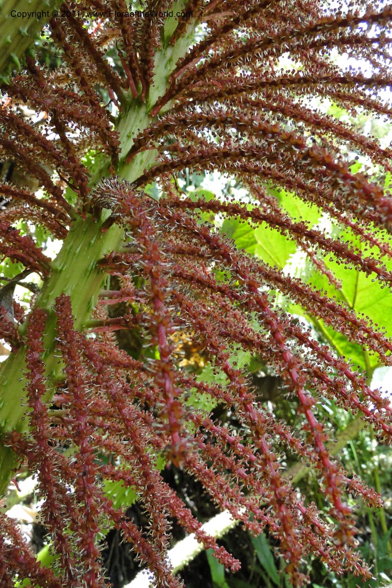 Gunnera brephogea, Ulloa 2180--Ecuador. Pichincha. Reserva Yanacocha. 11 Jun 2011. 311 (32).jpg