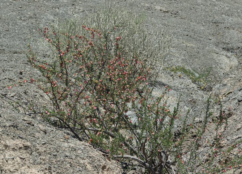 Bougainvillea spinosa, Fortunato 13089--Argentina. Hwy 150 W of Jachal. 5 Feb 2018. DSC08346 (113).JPG