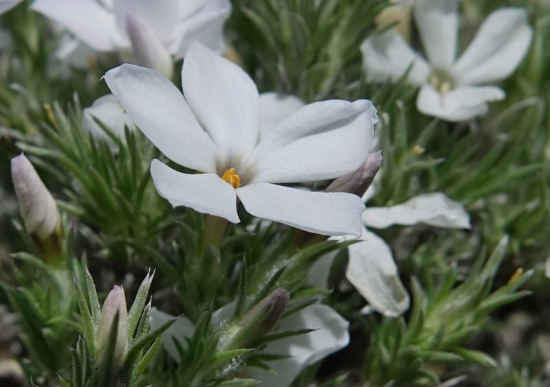 Phlox hoodii, C. Davidson 13543--ID. Blaine Co. Rock Creek Preserve. TNC. 13 May 2017. DSC00171 (46).JPG