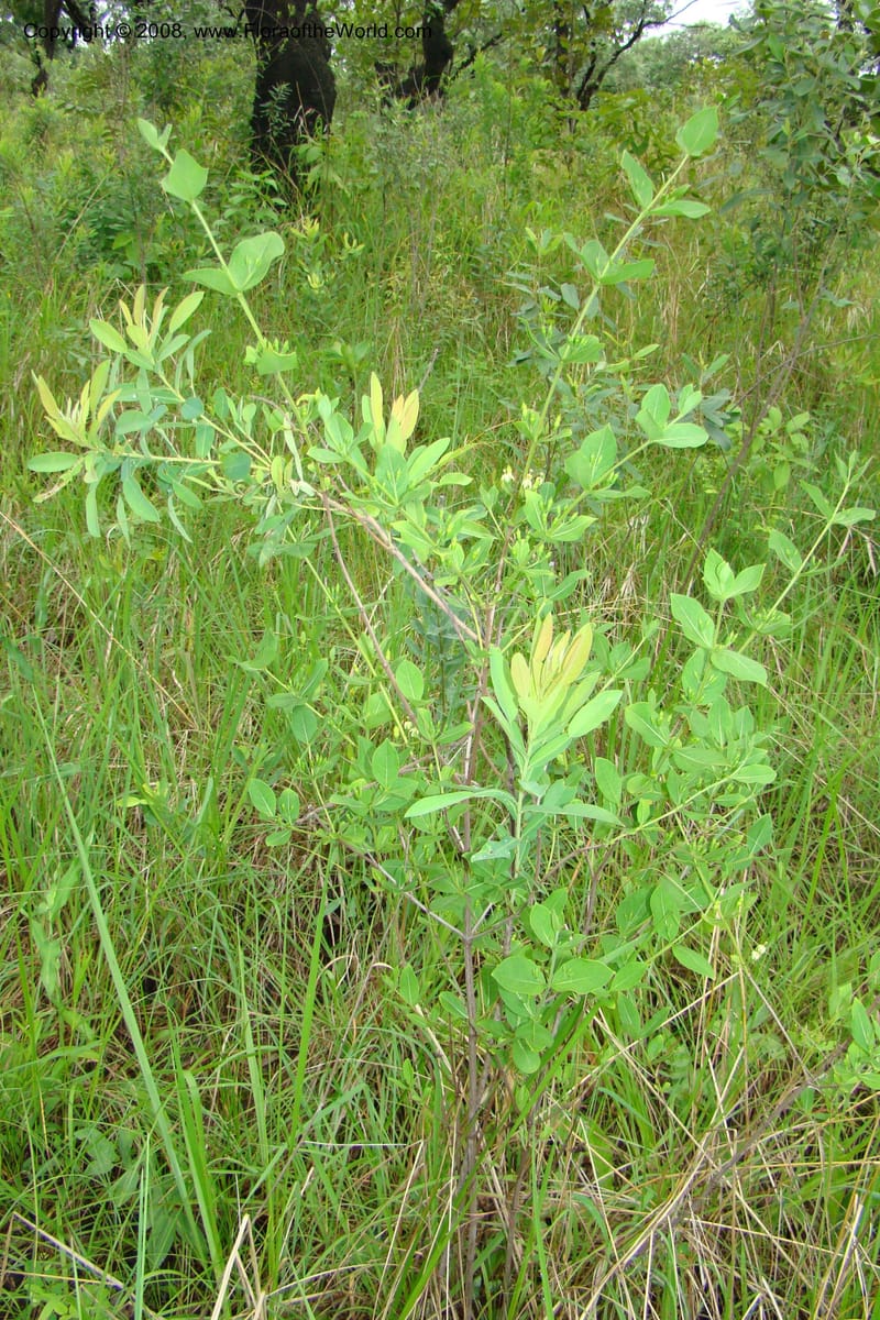 Fadogia triphylla, RGereau6996--Tanz. Mbeya Rural Distr. Pungaluma Hills. 23 Jan 08. 072.jpg