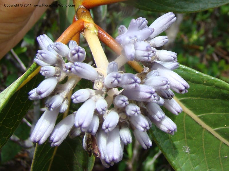 Psychotria, Munzinger, J 4807--New Caledonia, Prov. du Nord, Plateau de Poro, 16 Nov 2007, (60).jpg