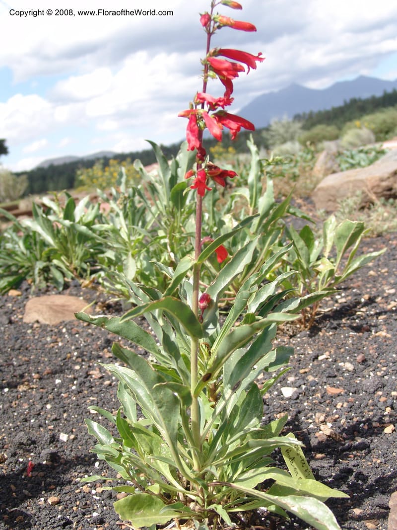 Penstemon eatonii--AZ.  Arboretum at Flagstaff. 3 Sep 04.  188.jpg