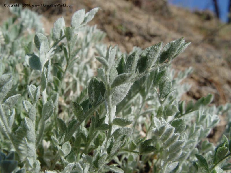 Astragalus purshii--ID. Idaho Co. Salmon R. Polly Bemis Ranch. 9 May 04. 020.jpg