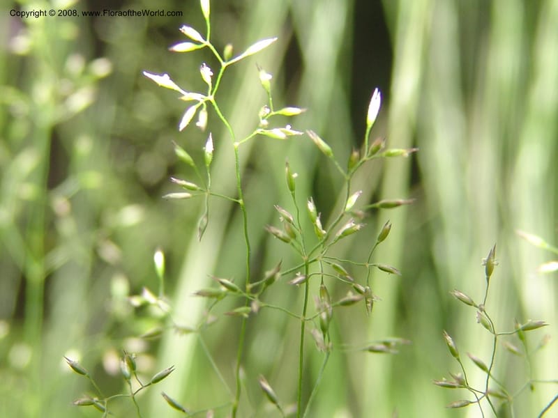 Agrostis scabra, CDavidson11119--ID. Adams Co. For. Serv. Rd. 453, to Goose Lk. 20 Jul 07. 233.jpg