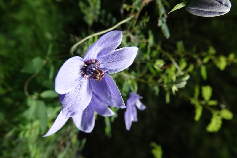 Codonopsis, C. Davidson 13768--China. Sichuan. Yibailingba-gou. 12 Aug 2017. DSC04660 (83).JPG
