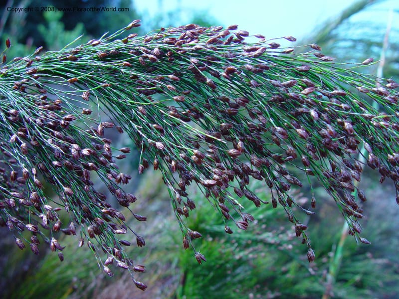 Rhodocoma capensis--So. Africa. Cape Province. Kirstenbosch Bot. Gard. 19 Nov 02. 032.jpg