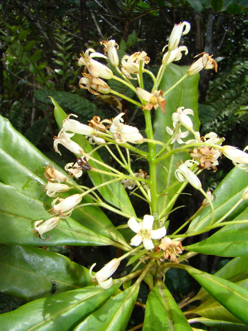 Pittosporum, CGemmill x--New Caledonia. Monts Dzumac. 20 Nov 07. 068.jpg