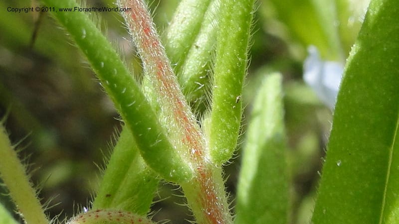 Trichodesma indicus, R. Gereau 7162--Tanzania. Kunduchi Beach Rd. Beachcomber Hotel. 7 May 2010. 042 (66).jpg