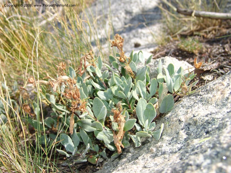 Penstemon montanus v. idahoensis, CDavidson10984--ID. Idaho Co. Josephine Lake. 14 Aug 06. 032.jpg