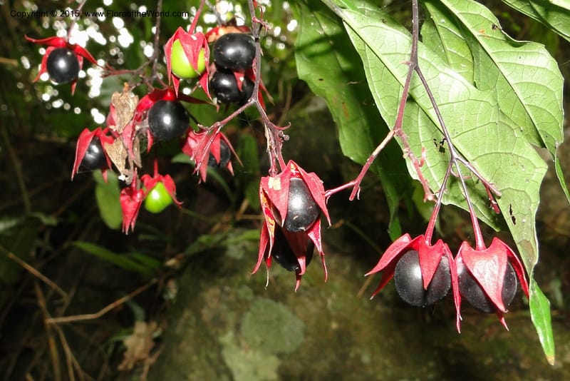 Clerodendrum, Regalado 1866--Viet Nam. Thac Kazan waterfall. 10 May 2011. 211 (3).jpg