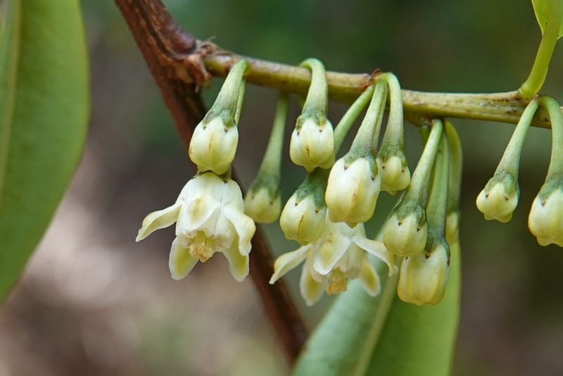 Erythroxylum sinense, D. Boufford 44093--China. Yunnan. Xia Jin Chang village. 29 Apr 2018. DSC00078 (15).JPG