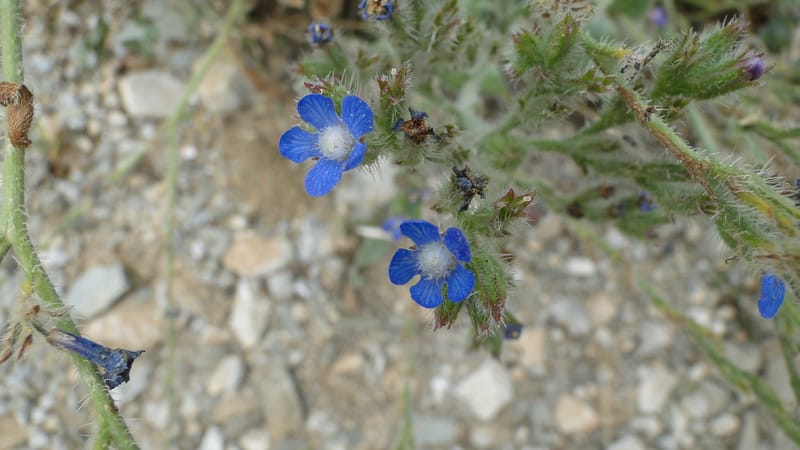 Anchusa italica, 6.1--Iraq. Kurdistan. Shakh-i Sakran. 19 June 2010. 105 (2).jpg