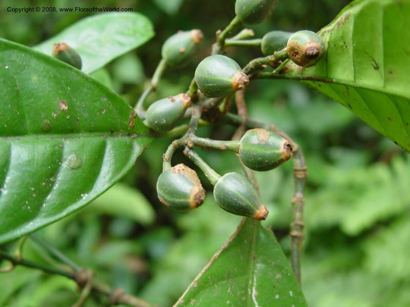 Psychotria--Cameroon. Mt. Cameroon. 5 Dec 03. 049.jpg