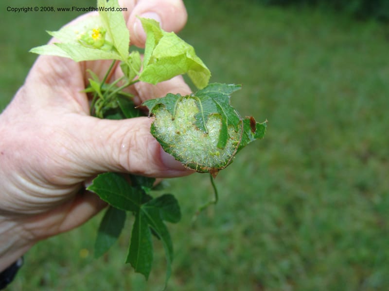 Delechampia capensis--So.Africa. E. Cape. Umtiza Nature Res.. 7 Mch 05. 111.jpg