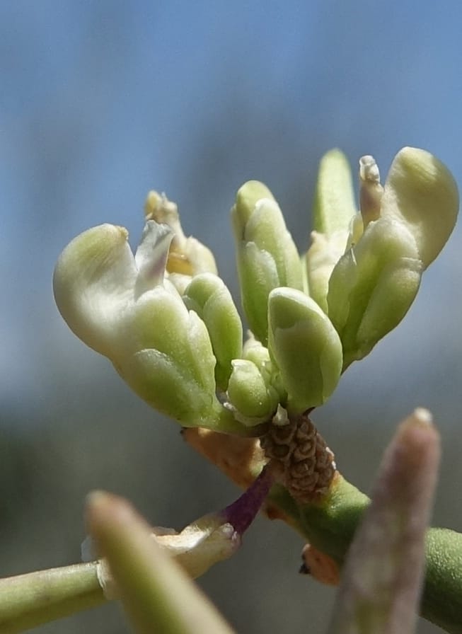 Bredemeyera colletioides, Fortunato 13068--Argentina. Hwy 60, rocky river channel. 3 Feb 2018. DSC08172 (67).JPG