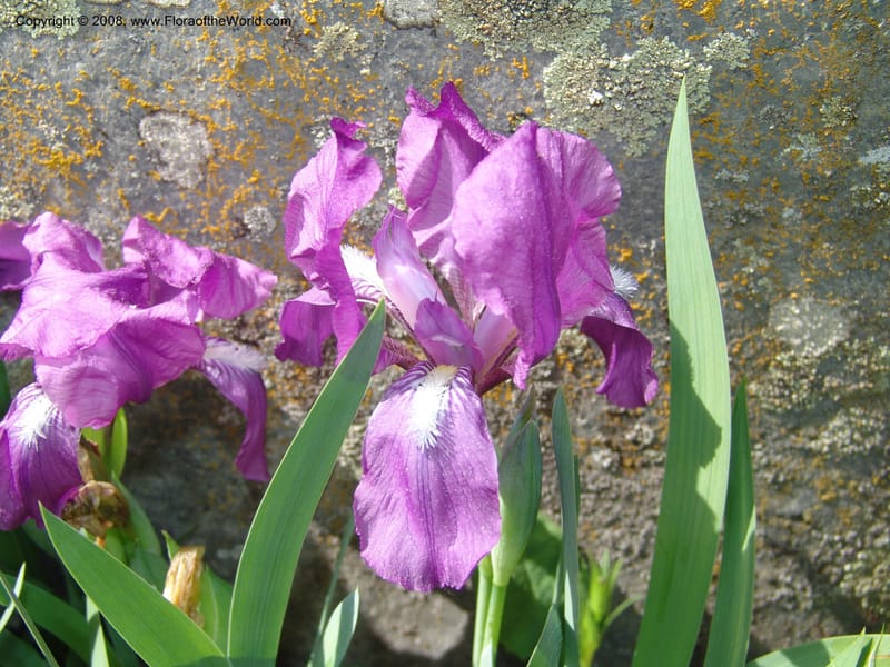 Iris hungarica--Georgia. Bakuriani Botanical Garden. 7 Jun 05. 089.jpg