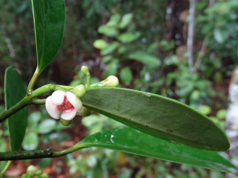 Garcinia, Lowry, P 7405--New Caledonia. Creek Hervouet. 19 Nov 2015. DSC03817 (90).JPG