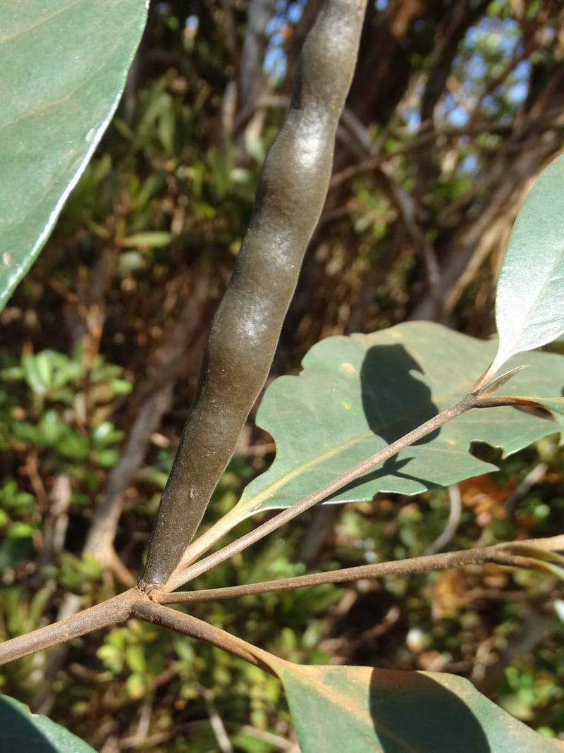 Atractocarpus, Gildas no.--New Caledonia. PinPin. 20 Nov 2015. DSC03938 (563).JPG